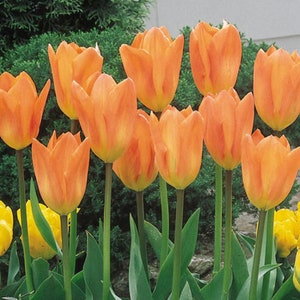 15 Mixed Tulips. Loves Sun. Easy to Grow. Stunning Colors.  Great for Cut Flowers