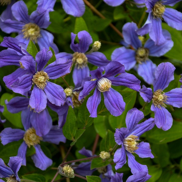 Blue Rain Clematis Perennial Flowering Vine. Shipped Bareroot. Easy to Grow.