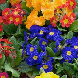 May include: A vibrant close-up of colorful primrose flowers. The image showcases a variety of blooms in shades of red, yellow, and blue, each with a yellow center. The flowers are surrounded by lush green foliage, creating a lively and natural scene.