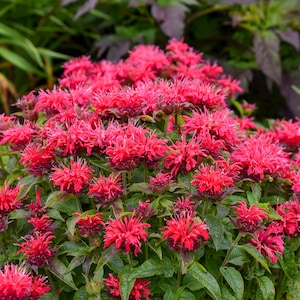 May include: A vibrant cluster of red bee balm flowers in full bloom. The flowers have a spiky, textured appearance and are surrounded by green foliage. The image is a close-up, showcasing the details of the blossoms and leaves.