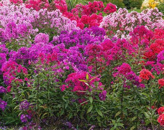5 Mixed Phlox Starter Perennials. Easy to Grow. Loves Sun. Pollinator.