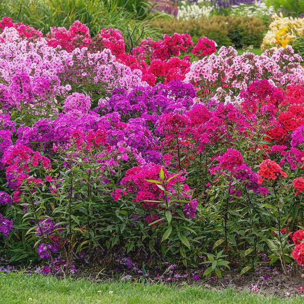 5 Mixed Phlox Starter Perennials. Easy to Grow. Loves Sun. Pollinator.