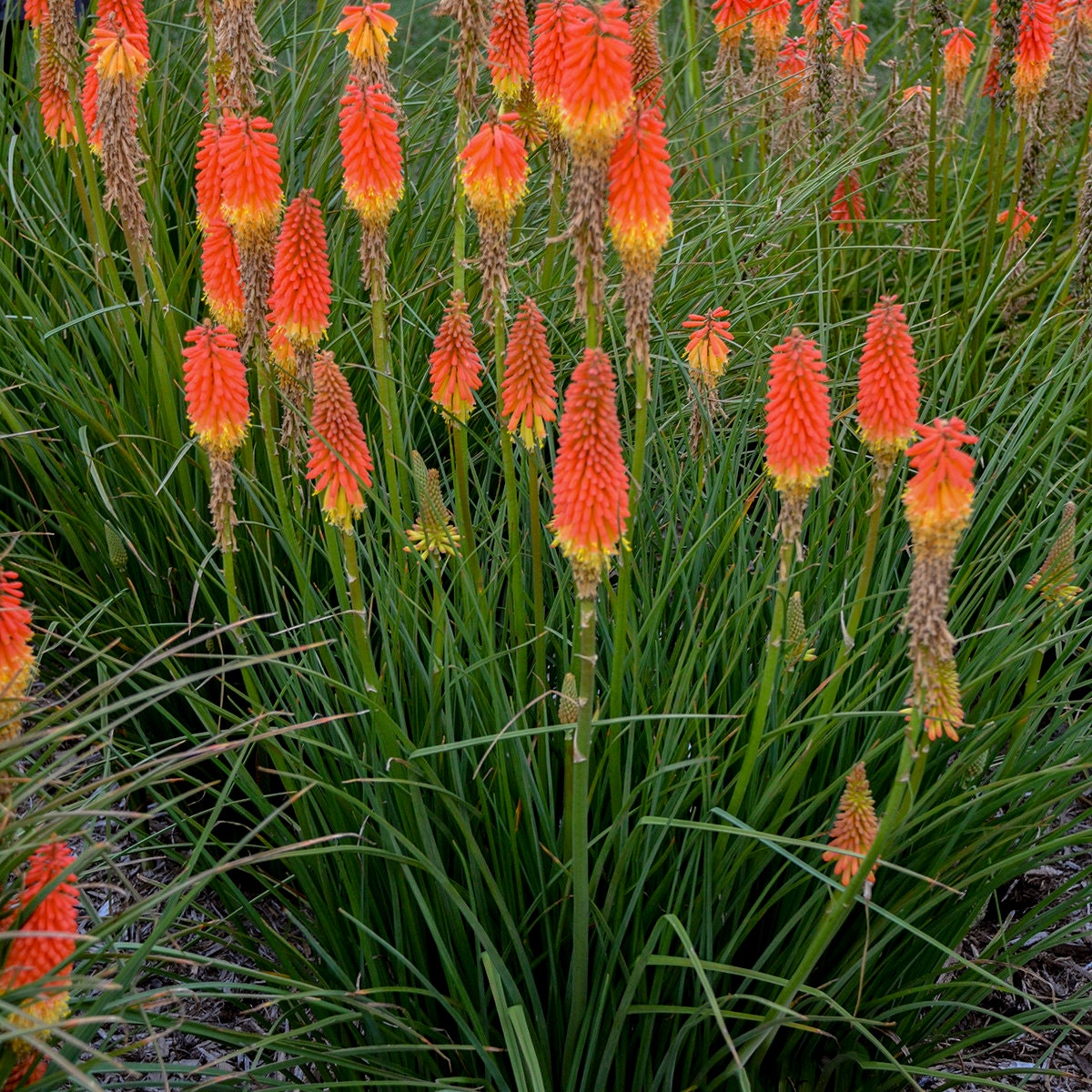 2 Kniphofia Red Hot Poker Perennials. Shipped Trimmed for Fall Planting. Also known as Torch Lily. Pollinator. You'll receive 2 plants.