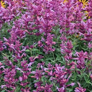 3 Live Agastache Rosie Posie Anise Hyssop Perennial Plants. Hummingbird Mint. Pollinator. Easy to Grow. Loves Sun