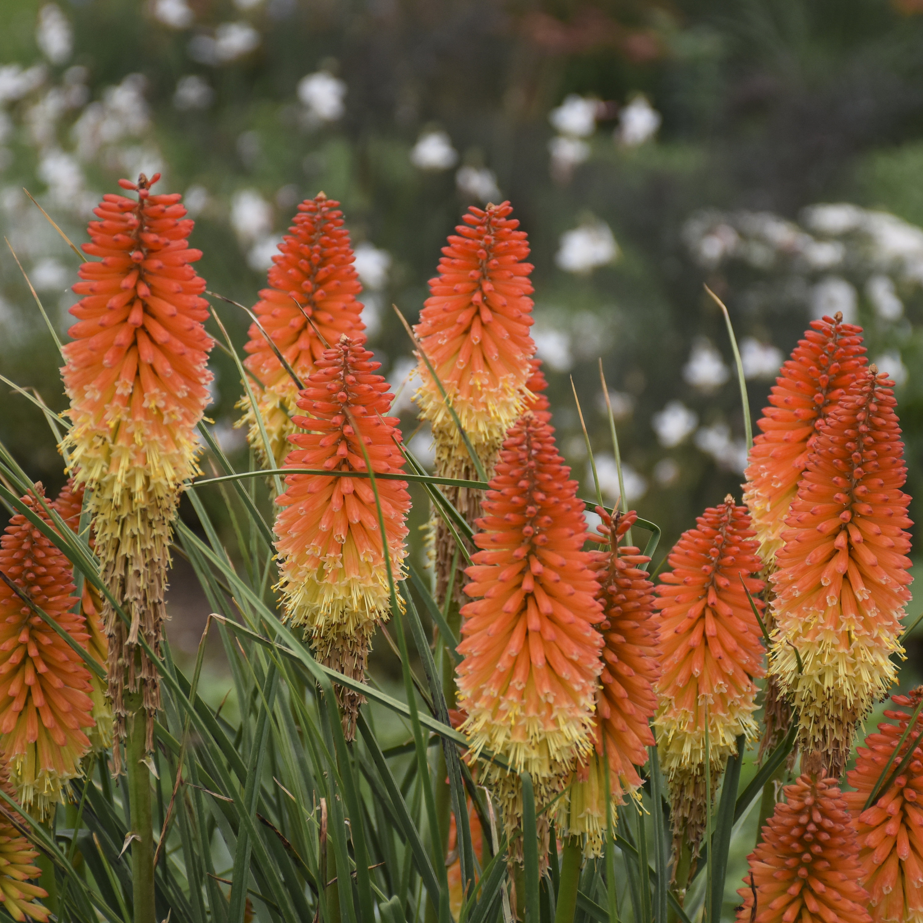 2 Red Hot Poker Perennial Plants. Easy to Grow. Pollinator. Live Plants. Loves Sun. Stunning Blooms. Shipped Bareroot