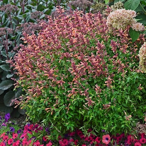 2 Live Agastache Peachie Keen Anise Hyssop Perennial Plants. Hummingbird Mint. Pollinator. Easy to Grow. Loves Sun