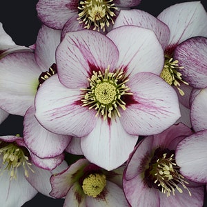 French Kiss Lenten Rose. Perennial Stunning Blooms. Easy to Grow. Spring Blooming. Fast Shipping.Shipped trimmed