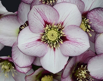French Kiss Lenten Rose. Perennial Stunning Blooms. Easy to Grow. Spring Blooming. Fast Shipping.Shipped trimmed