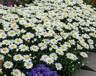 5 Snowcap Daises Leucanthemum superbum Shasta Daisy Super Fragrant. Stunning Blooms. Stunning Colors. Super Hardy. Perfect time to Plant