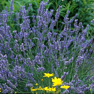 May include: A close-up of a lavender plant with vibrant purple flowers in full bloom. The image showcases the plant's dense, upright growth habit, with numerous flower spikes. Yellow flowers are visible at the bottom of the image, adding a contrasting color.