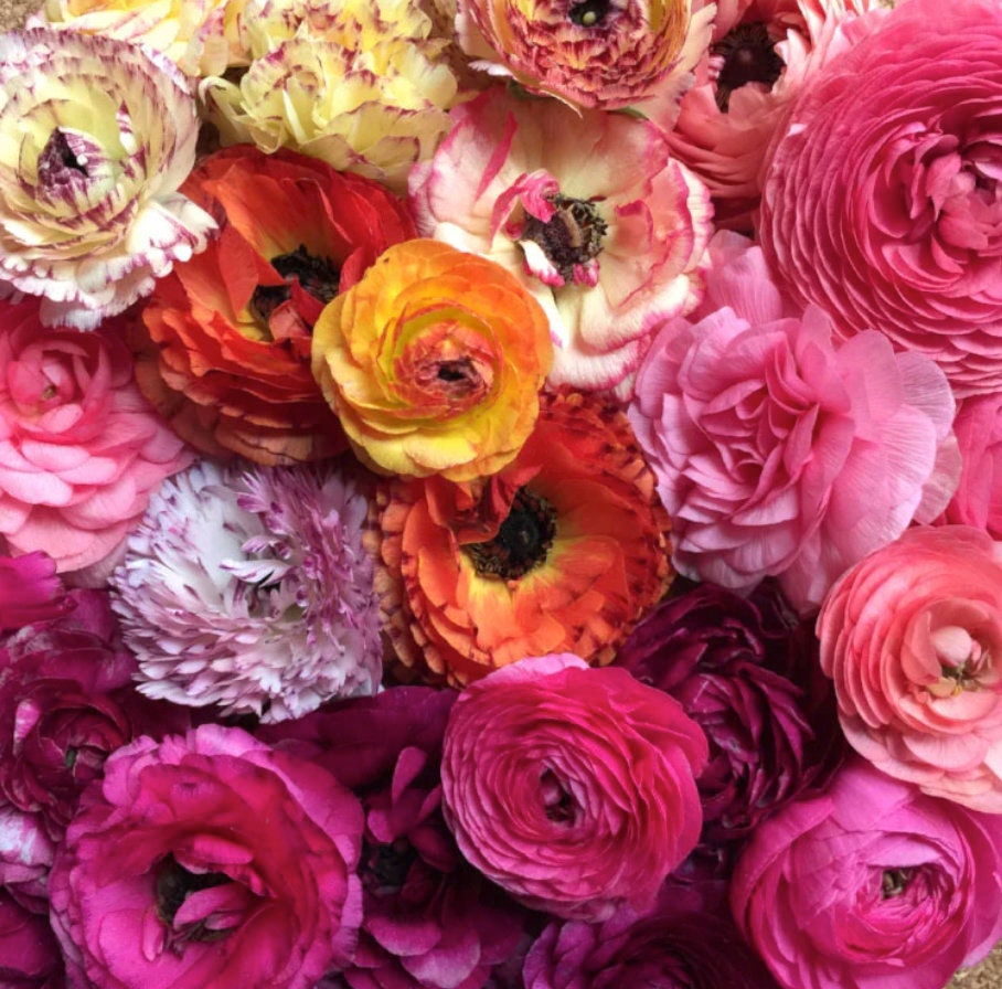 10 Ranunculus Aviv Mixed Healthy Corms -Vibrant Mixed Blooms Add Beauty to Your Garden - Loves Butterflies and Resists Critters