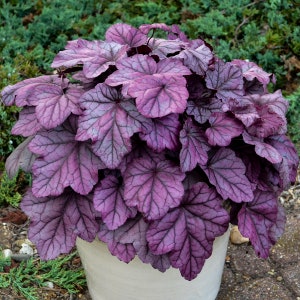 3 Pink Panther Heuchera Stater Perennials. Loves Moist Shade. Easy to Grow