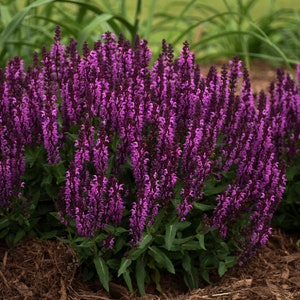 3 Bumbleberry Salvia Perennial Plants. Easy to Grow. Pollinator. Perfect time to plant.