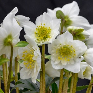 Snow Bells Lenten Rose Perennial. Stunning Blooms. Easy to Grow. Spring Blooming. Fall is for Planting. Fast Shipping