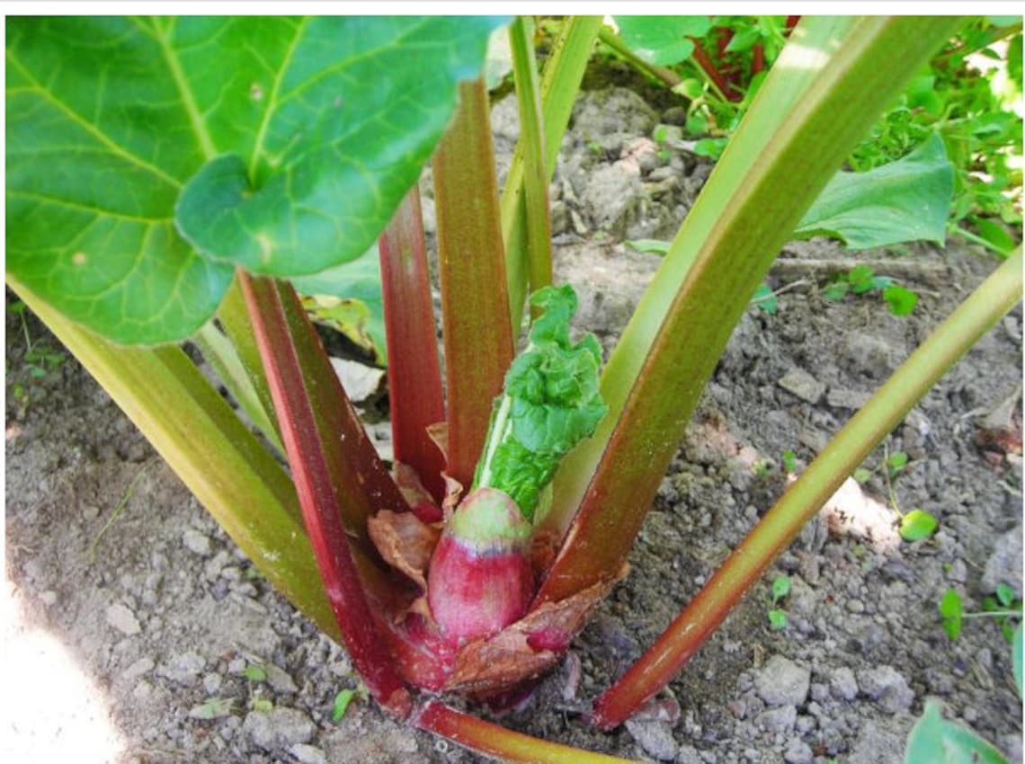 2 Large Queen Victoria Rhubarb Crowns. Shipped Ready to Plant. Perennial. Multiples Each Year