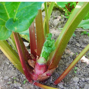 2 Large Queen Victoria Rhubarb Crowns. Shipped Ready to Plant. Perennial. Multiples Each Year. Will Produce Fruit This Year.