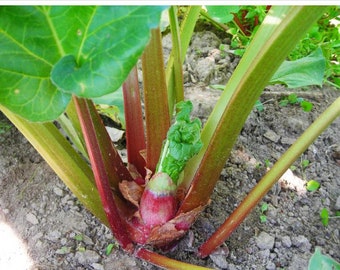 2 Large Queen Victoria Rhubarb Crowns. Shipped Ready to Plant. Perennial. Multiples Each Year. Will Produce Fruit This Year.