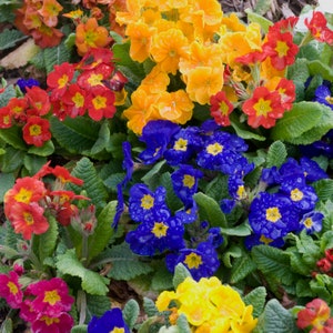4 Mixed  Primrose Starter Perennials. Easy to grow. Long Blooming. Perfect time to plant