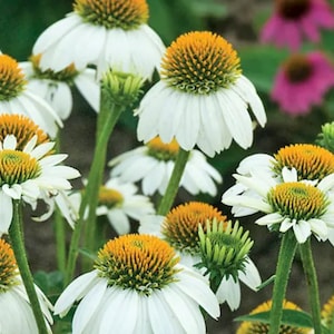 3 White Perennial Echinacea Plants. Super Healthy and Ready to Plant. Shipped trimmed