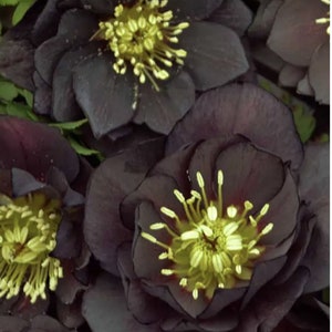 Rare New York Night Lenten Rose Perennial Stunning Blooms. Easy to Grow. Spring Blooming. Shipped trimmed
