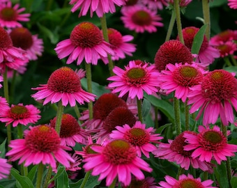 2 Delicious Candy Starter Perennial Echinacea Plants. Just coming out of dormancy. Super Healthy and Ready to Plant.