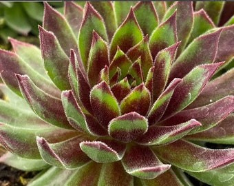 3 Mint Chocolate Chip Sempervivum Perennial Starter Succulents. Ships today. Stunning. Grow indoors or outside. Yes 3 plants