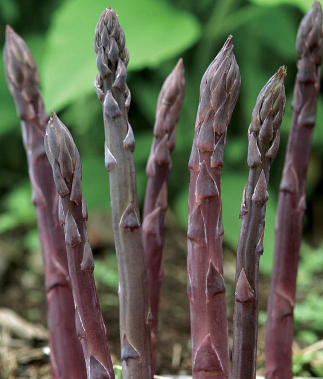 4 Asparagus Purple Passion Perennial Crowns Resilient and Easy to Grow