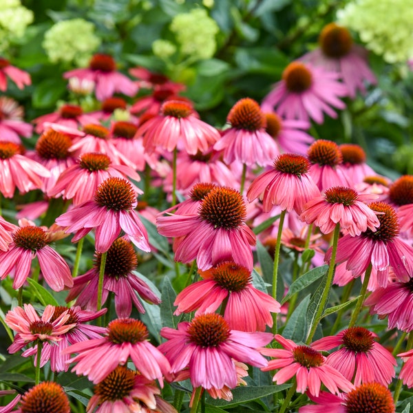 3 hermosas equináceas perennes de color rosa. Momento perfecto para plantarlas.