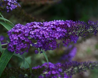 Blacknight Blue Butterfly Bush Stater Perennial Plant