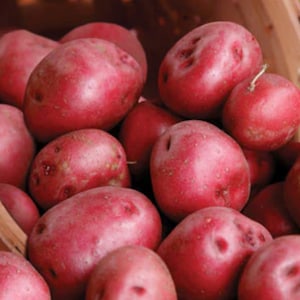May include: A close-up of a basket filled with red potatoes. The potatoes are a vibrant red color with a slightly rough texture. Some potatoes have small sprouts. The potatoes are of various sizes and shapes, filling the frame.