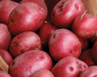 3 Large Ruby Red Seed Potatoes. Ready to Plant. Will produce multiple potatoes this year. Easy to Grow.