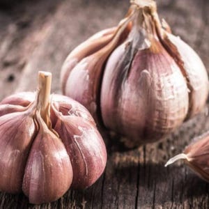 5 German Garlic Cloves Ready to Plant. Easy to Grow. Plant 6&quot; deep