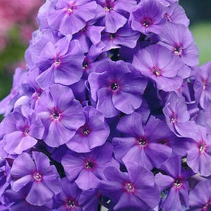 3 Purple Phlox Starter Perennials. Easy to Grow. Loves Sun. Pollinator.