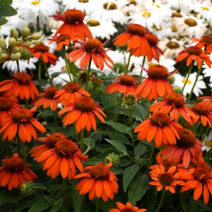3 Orange Perennial Echinacea Plants. Super Healthy and Ready to Plant. Shipped trimmed for fall planting
