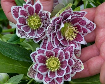 Raspberry Lenten Rose Perennial. Stunning Blooms. Easy to Grow. Spring Blooming. Shipped trimmed