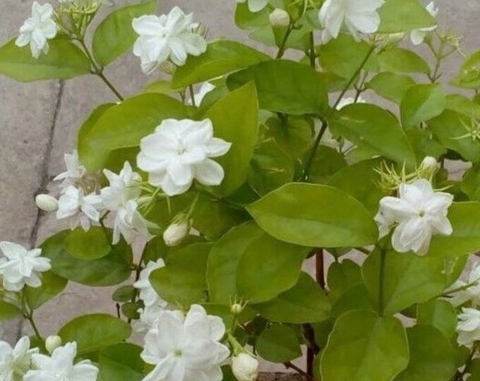 Grand Duke Jasmine Plant, Jasmine Seedling, Live Jasmine Plant