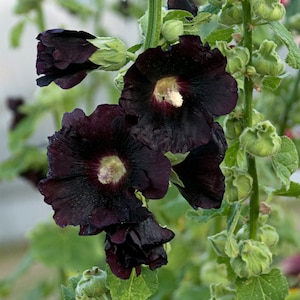 Malva real negra, planta perenne poco común. Fácil de cultivar. Perenne.