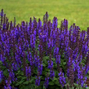 3 Blue Salvia Perennial Plants. Easy to Grow. Pollinator. Perfect time to plant.