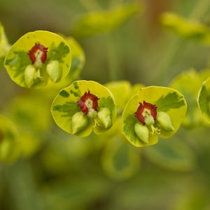 Euphorbia x martinii 'Ascot Rainbow Live Perennial Plant. Super Easy to Grow. Shipped trimmed.