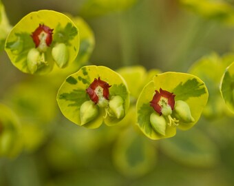 2 Euphorbia x martinii 'Ascot Rainbow Live Perennial Plants. Super Easy to Grow