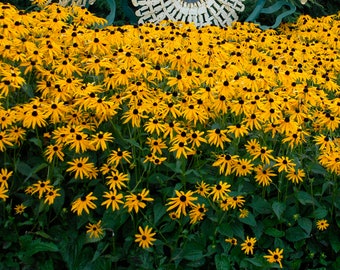 3 Rudbeckia fulgida 'Goldsturm' Starter Perennial Plants. Trimmed. Super Healthy. Multiple Leaves. Ready to Plant. Pollinator. Fast Shipping