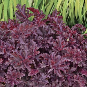 3 Melting Fire Heuchera Coral Bells Starter Perennials. Great Plants. Multiple Leaves. Grows well in sun or shade. Super Healthy.