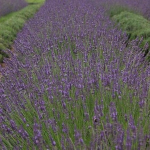 May include: A field of lavender in full bloom, showcasing rows of vibrant purple flowers with green stems and foliage. The image captures the dense, textured appearance of the lavender plants, with a soft focus on the background.