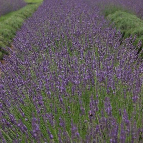 4 Live Lavandula x intermedia PHENOMENAL Lavender Starter Perennial Plants. Super Fragrant. Perfect time to Plant.