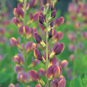 3 Baptisia 2 tone Perennial Plants