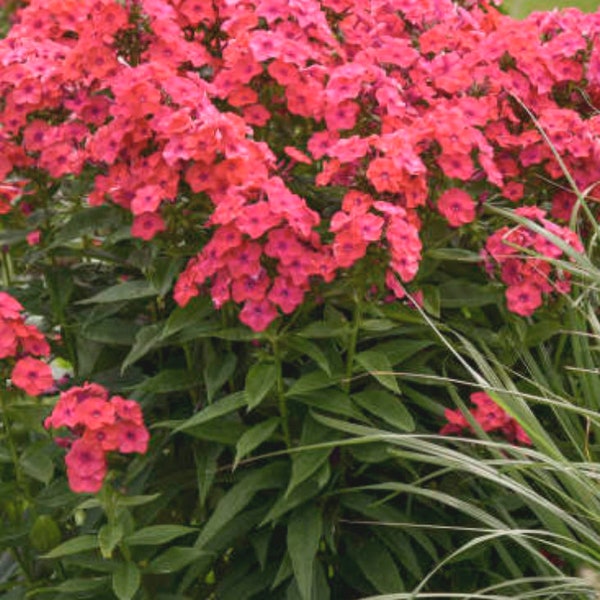 3 Mixed Phlox Starter Perennials. Easy to Grow. Loves Sun. Pollinator.