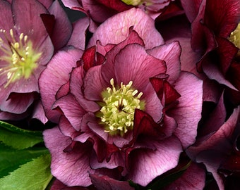 3 Mixed Trimmed Lenten Rose. Special Price. Mixed Colors