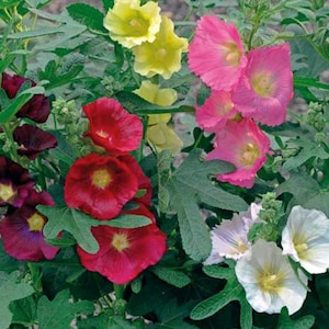 3 Mixed Hollyhock Perennial Plants. Grows to 4 feet. Loves Sun
