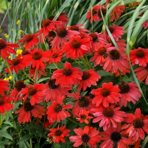 2 Live Red Echinacea Coneflower Perennial Plants. Great Pollinators. Loves Sun. Easy to Grow. Ready to Plant