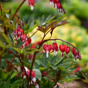 Bleeding Heart Perennial Plant. Multiple Eyes. Shipped Bareroot and Ready to Plant. Stunning Blooms